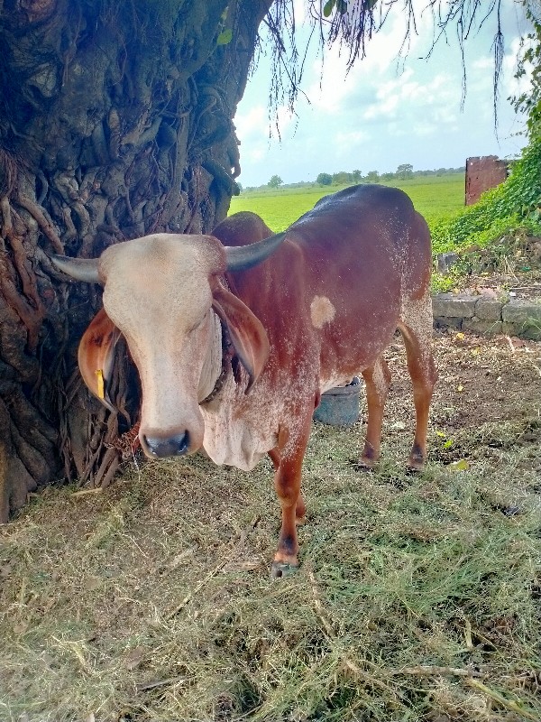 ઓડકી વેચવા ની સ...