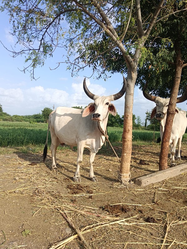 ગાય વેચવા ની છે