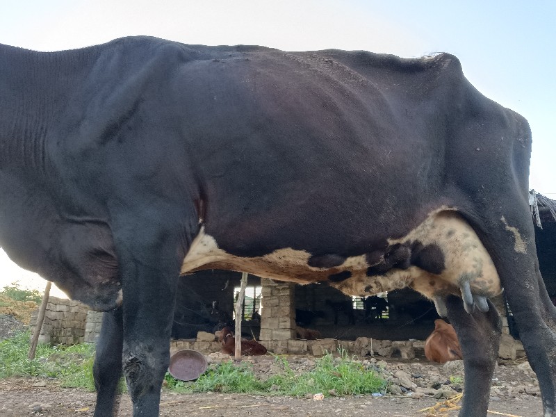 ગાય વેસવાની છે