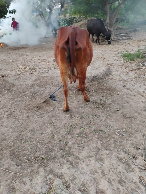 ગાય વેચવાની છે