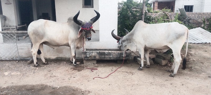 બળદ વેચવાના છે