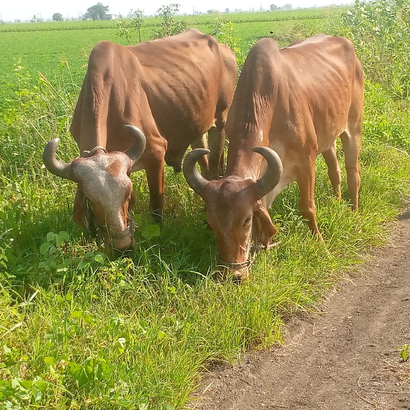 બળદ વેચવાના છે