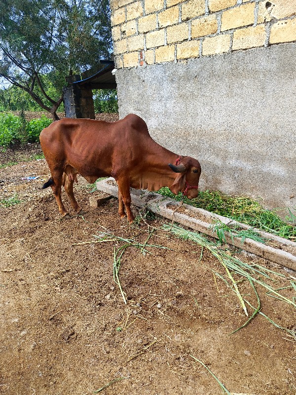 ગાય