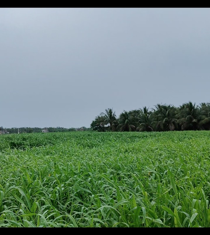 જુવાર નો ચારો