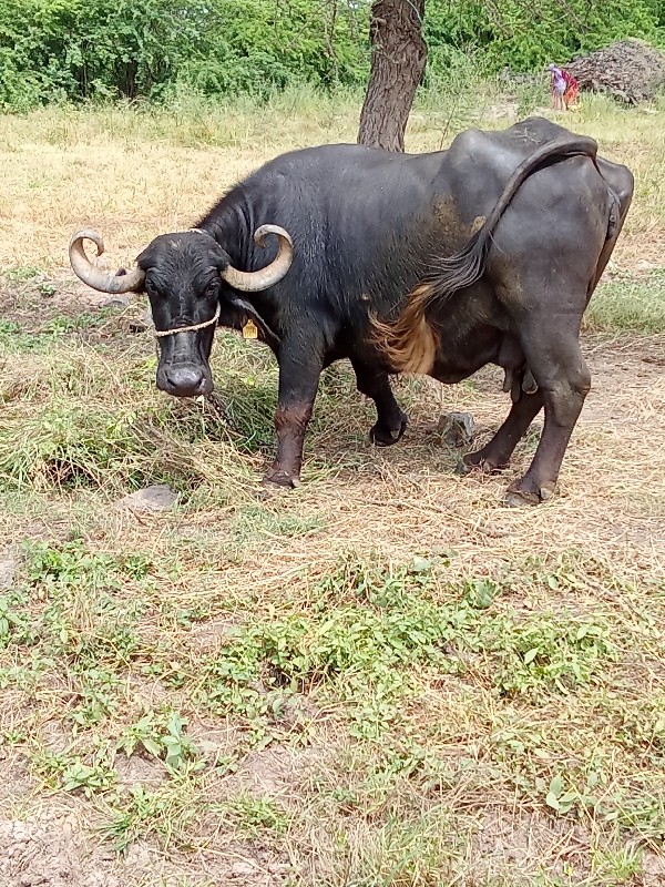 ભેંશ વેચવા ની છ...