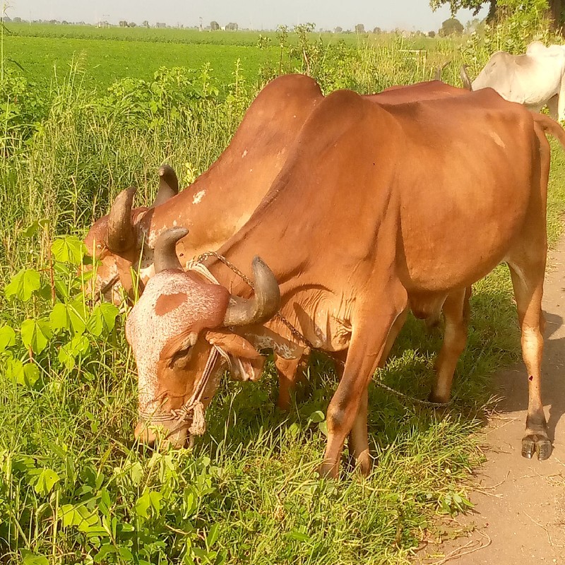 બળદ વેચવાના છે