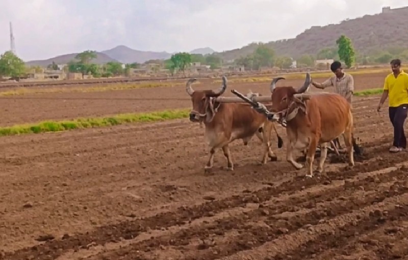 બળદ વેચવા ના છે...