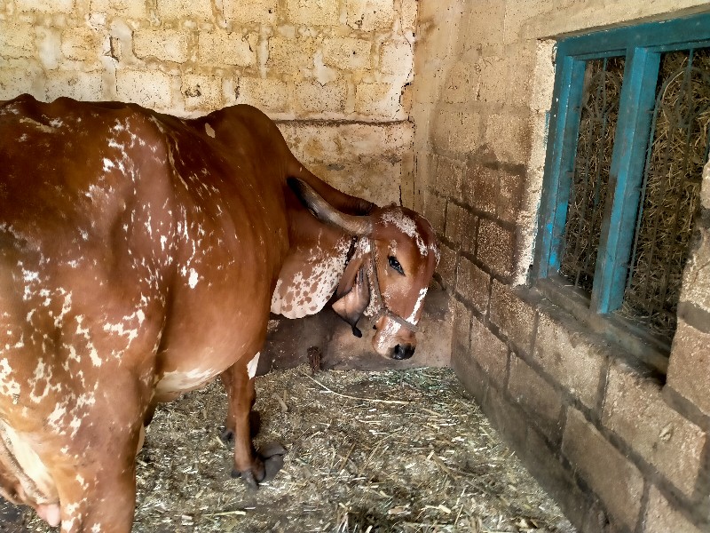 ગીર ગાય વેચવાની...