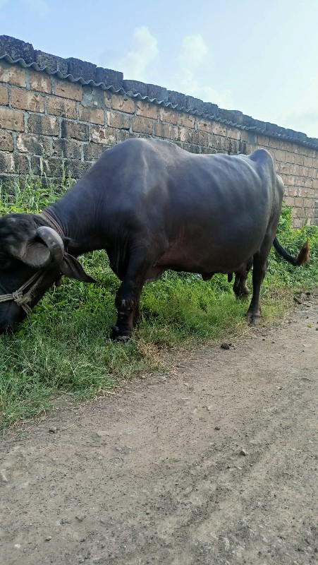 ભેંસ વેચવાની છે