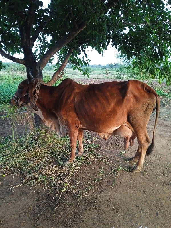 ગાય વેચવાની છે