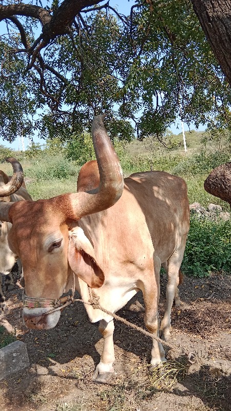 બળદ વેચવાના‌ છે