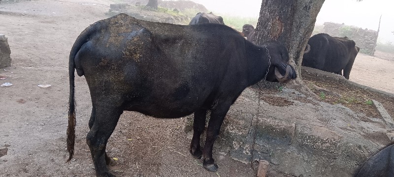 ખરેલી વેચવાની છ...