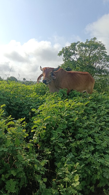 ગોઢલા