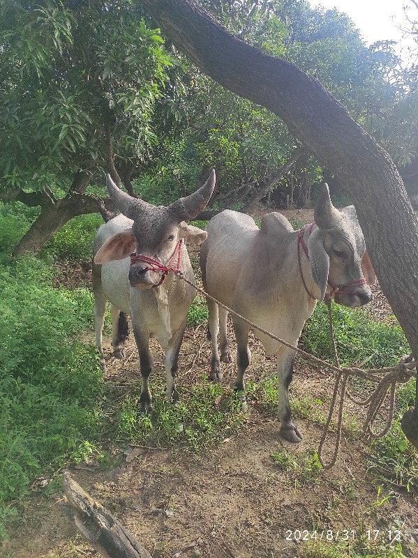 ગોઢલાવેચવાના