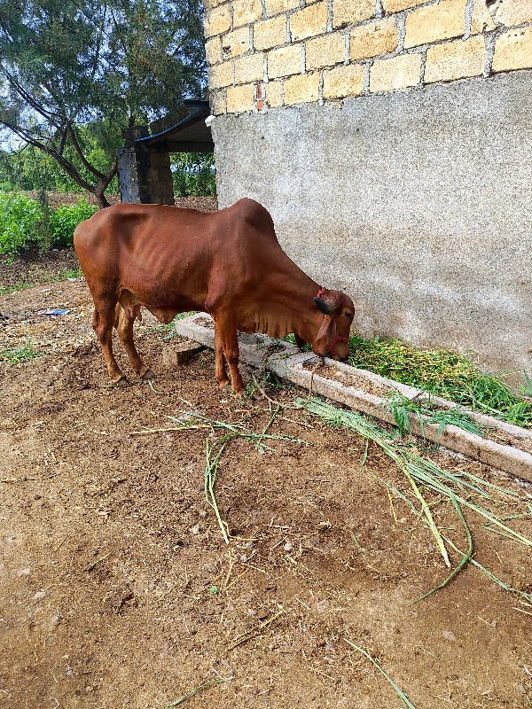 ગાય