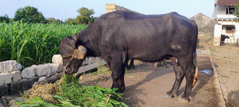 પાડો વેચવાનો છે