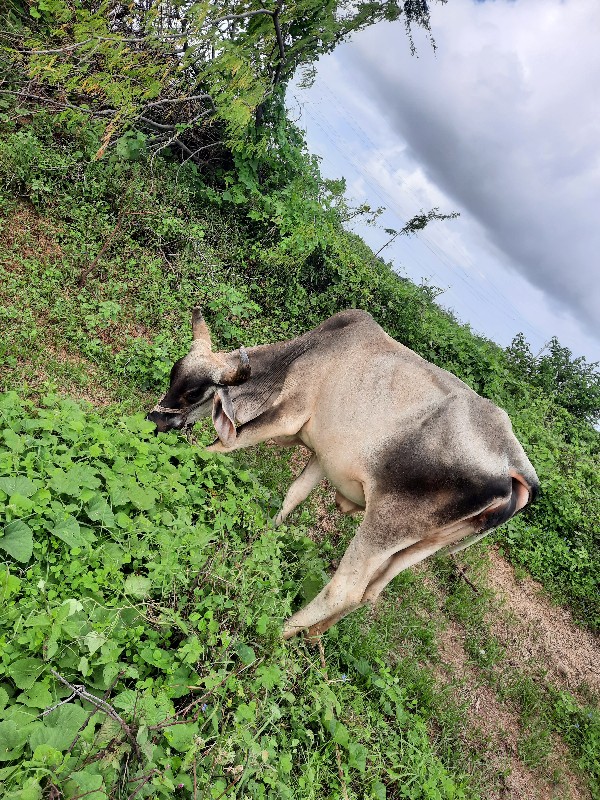 ગાય વેચવા ની છે