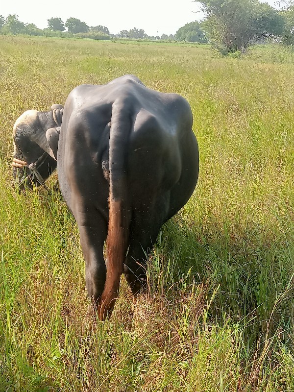 ભેંસ વેચવાની છે