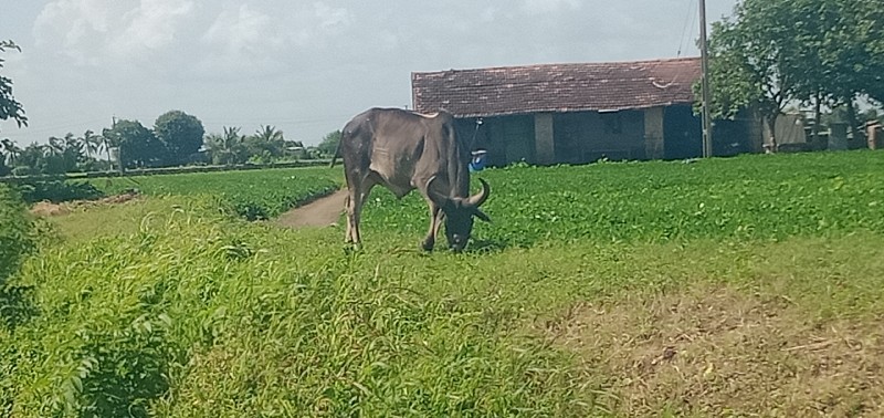 બળદ વેચવાનો છે