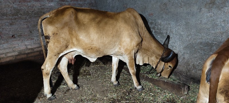 ગાય વેચવાની છે