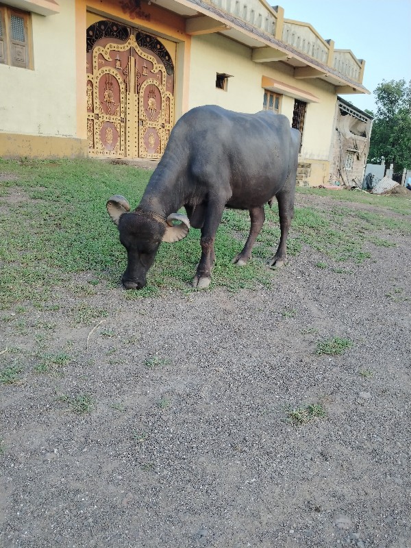 બીજું વેતર ભેંસ...