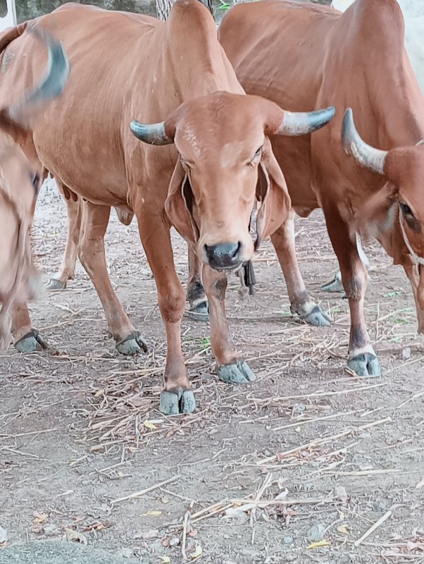 ગીર ગાય વેચવાની...