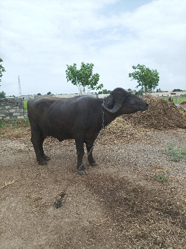 1 વેતર વહાયલ છે...