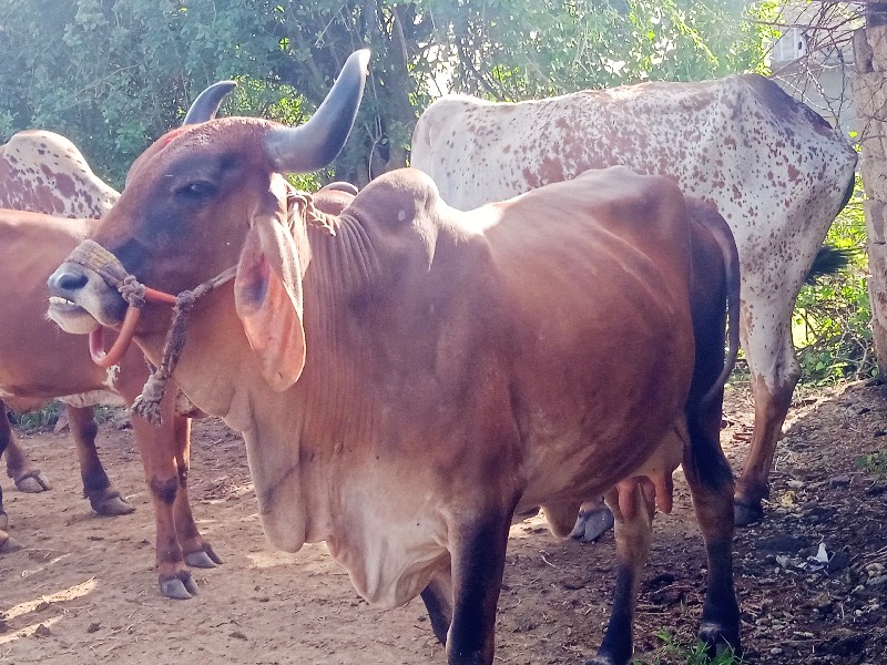 ગાય વેશવાનીછે ફ...