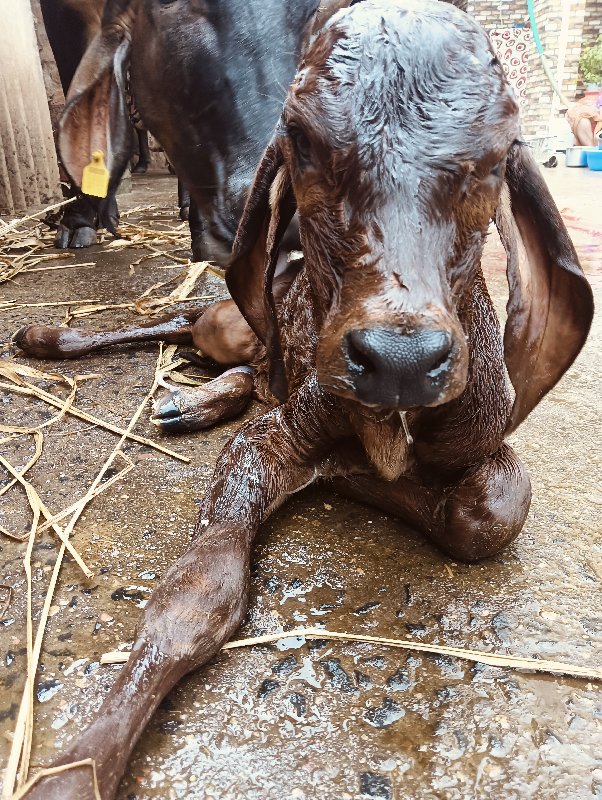 દેશી ગાય વેચવાન...