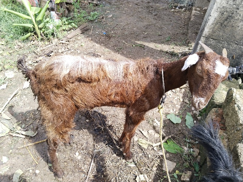 deshi bakri