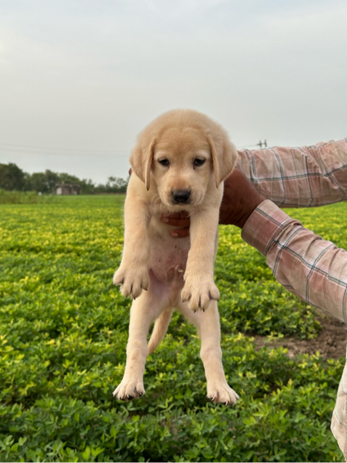 Quality puppy a...