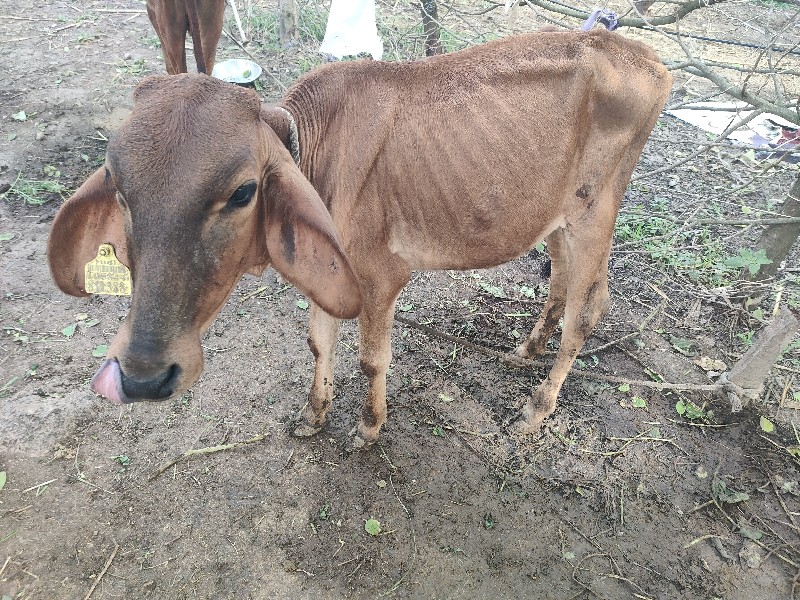 જર્સી  વાસડી દે...