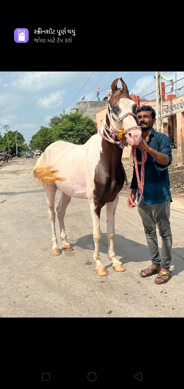 આ ઘોડી વેચવાની...