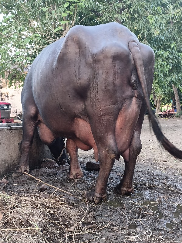 ભેંસ વેચવાની છે