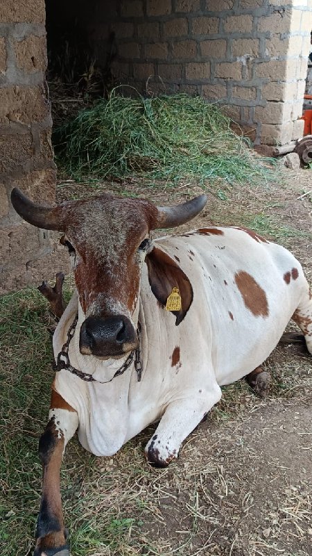 હોડકુ વેચવાનું...