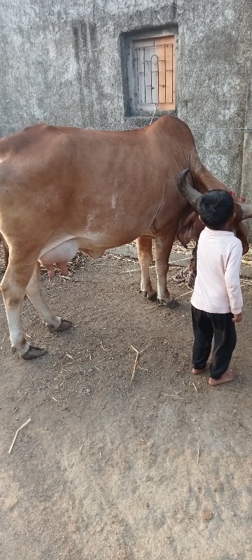 ગાય બેસવાની સે