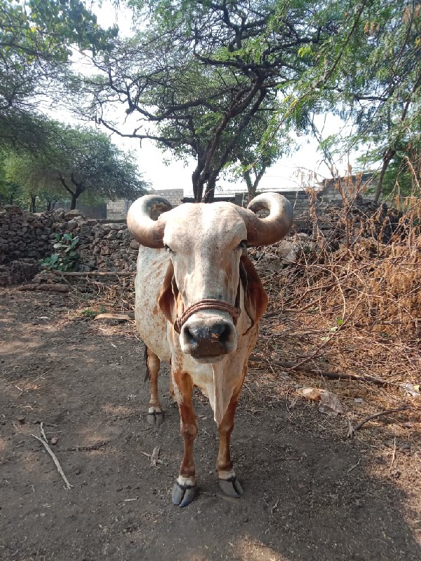 ગીર ગાય વેચવાની...