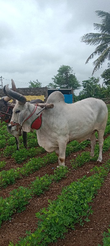 બળદ