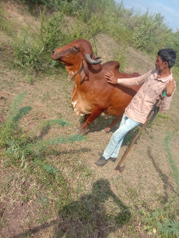 કિંમત60