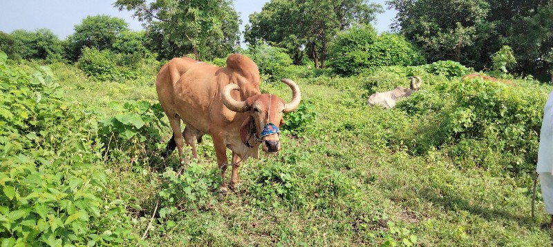 બળદ વેચવા નો છે