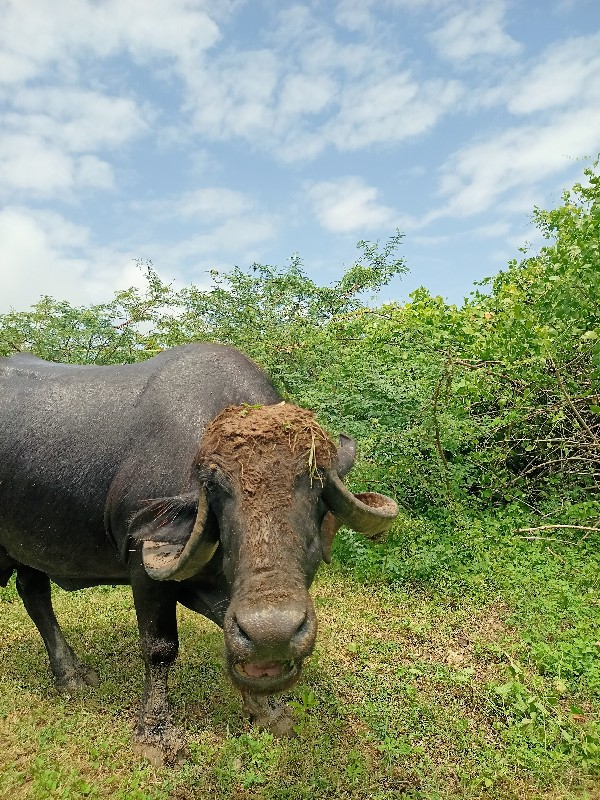 આ ભેંશ વેશવા ની...