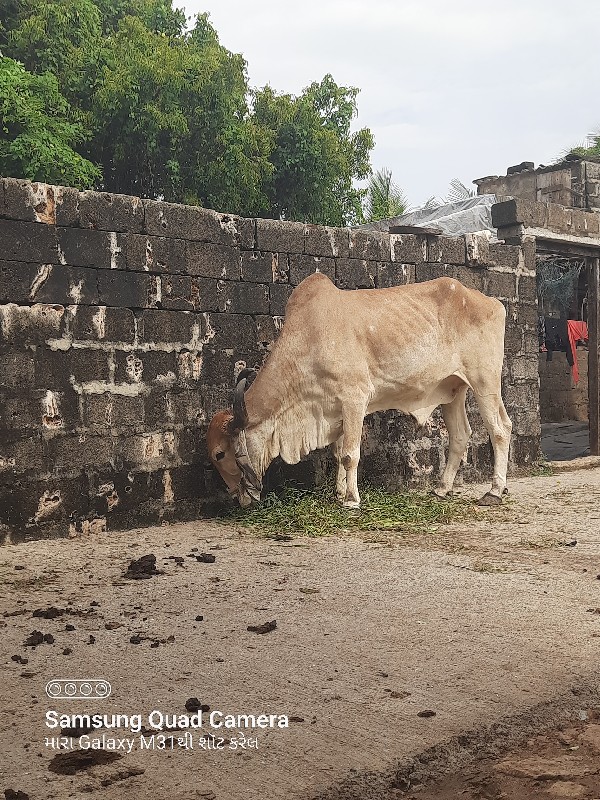 બળદ  વેચવા