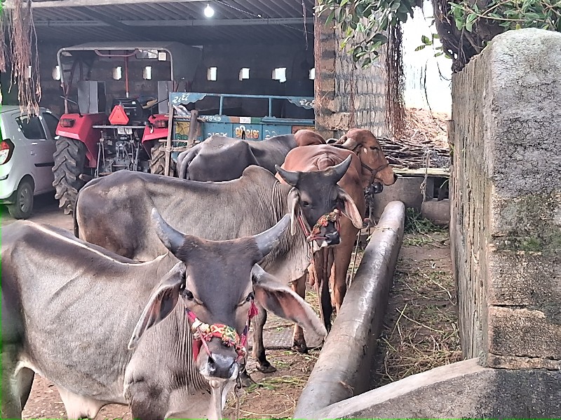 ગોઠલા વેશવાનાશે...