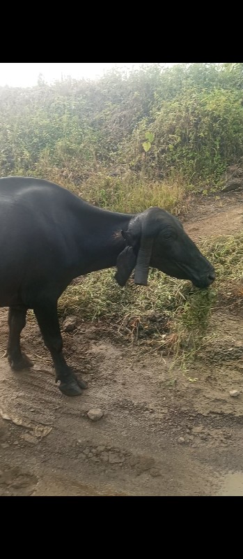 ભેસ વેસાવા નિ છ...