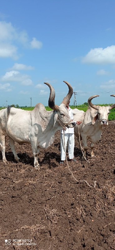 બળદ