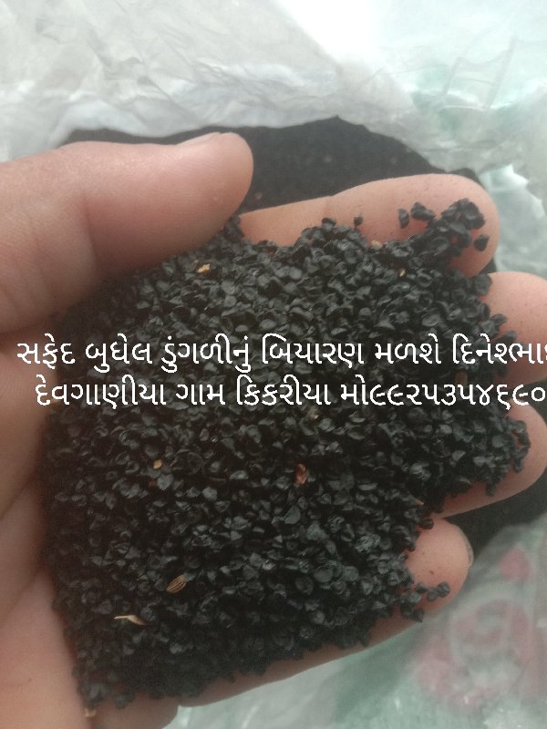 ડુગળી બીયારણ