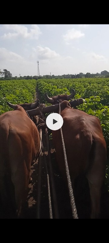 ગોરીયા ગોઢલા 1વ...