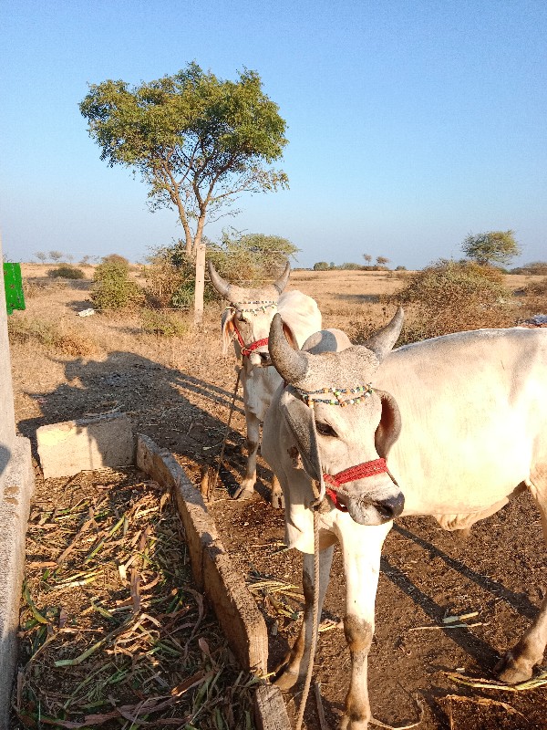 ગોઢલા વેચવાના છ...