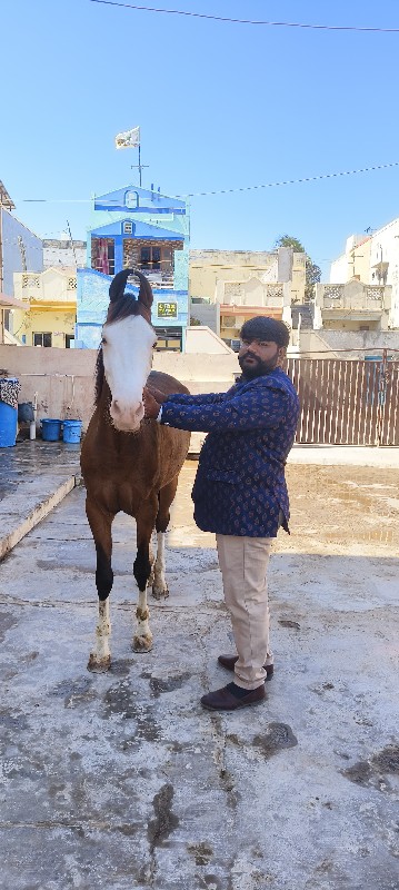 કાઠિયાવાડી પંચક...