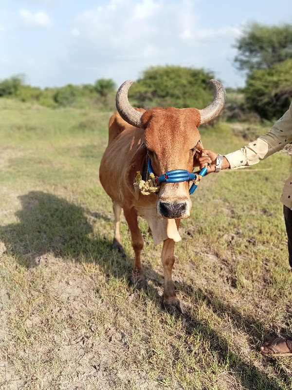 વેચવાની છે સાતા...